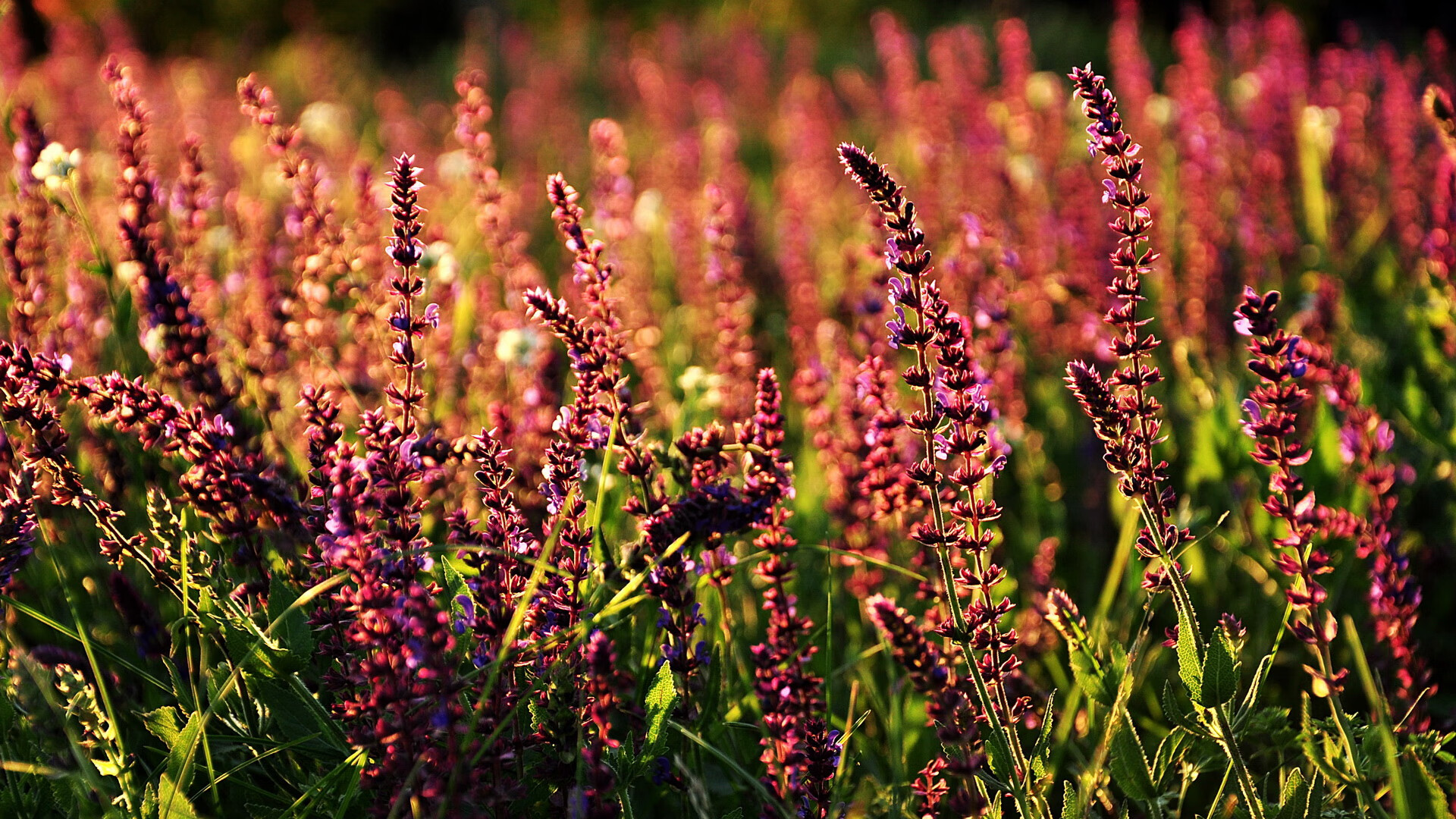 冰岛险胜阿尔及利亚，穆勒成为关键先生